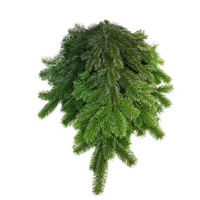 Nordmanntannen Reisig, 10kg Nordmanntannen Reisig, 10kg