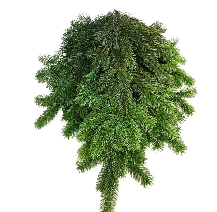 Nordmanntannen Reisig, 3kg