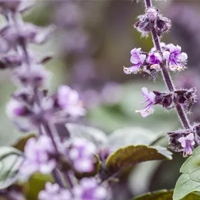 Ocimum basilicum, 12 cm Topf