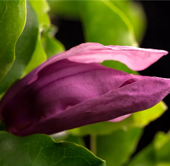 Niedrige Magnolie 'Susan'