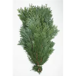 Zypresse Reisig Zypresse Reisig