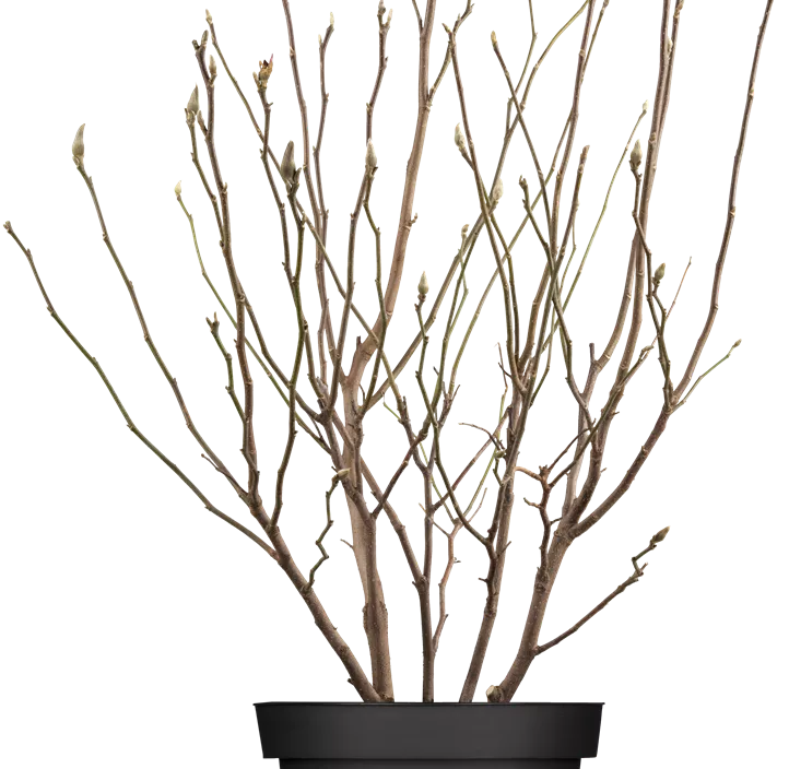 Niedrige Magnolie 'Susan'