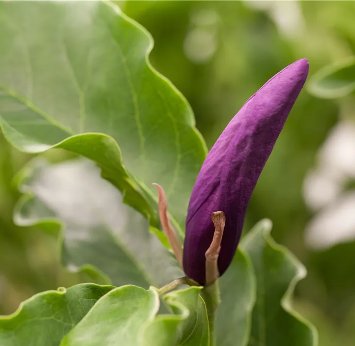 Niedrige Magnolie 'Susan'