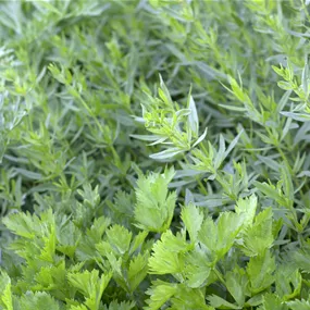 Apium graveolens Avalon