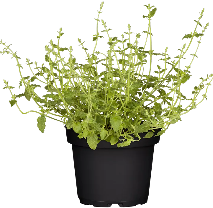 Mexikanische Duftnessel Mexikanische Duftnessel