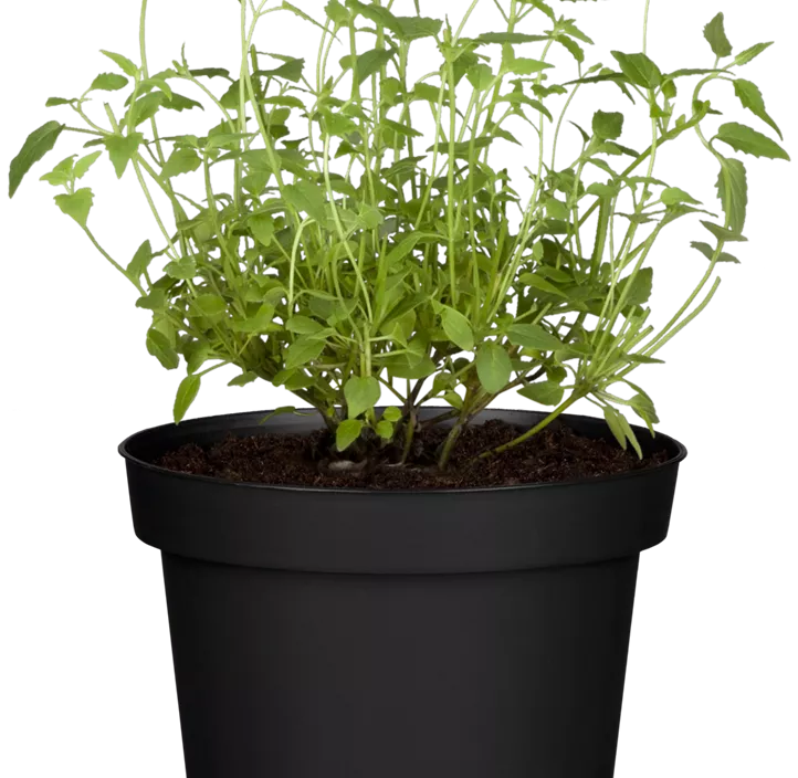 Mexikanische Duftnessel Mexikanische Duftnessel