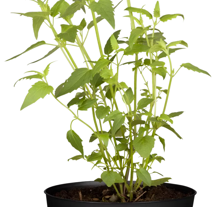 Mexikanische Duftnessel Mexikanische Duftnessel