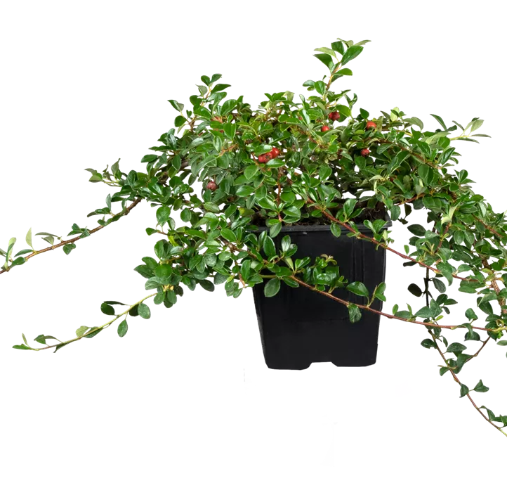 Kriechmispel 'Eichholz'