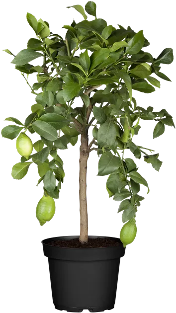 Citrus limon Stamm, Zitrone - Bellaflora