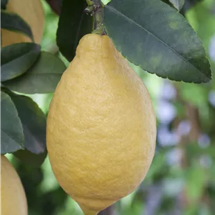 Citrus limon Stamm