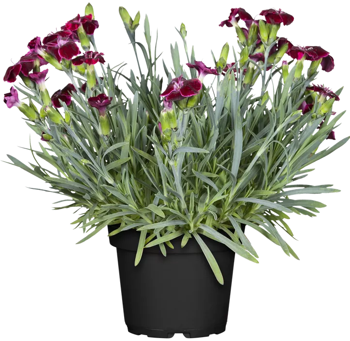 Nelke 'Diantica®' Nelke 'Diantica®'