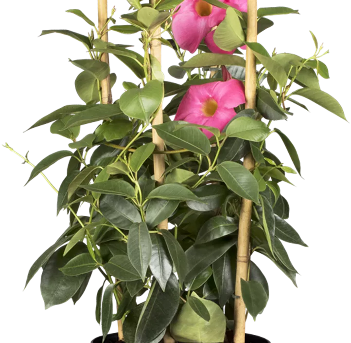 Dipladenia 'Sundaville® Rio' Dipladenia 'Sundaville® Rio'