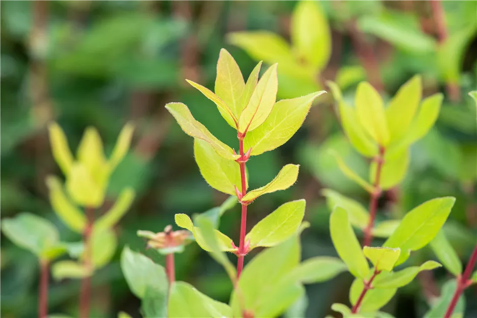 Lonicera kamtschatica Aurora, Honigbeere Aurora (Unsere Besten) - Bellaflora
