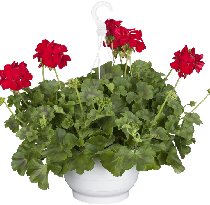 Hybrid-Pelargonie 'Calliope'®