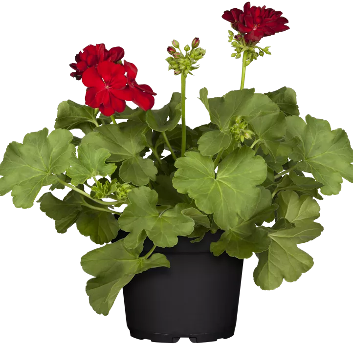 Hybrid-Pelargonie 'Calliope'®