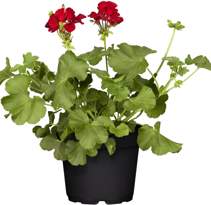 Hybrid-Pelargonie 'Calliope'®