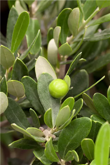 Olea europaea Ministamm, Olivenbaum - Bellaflora