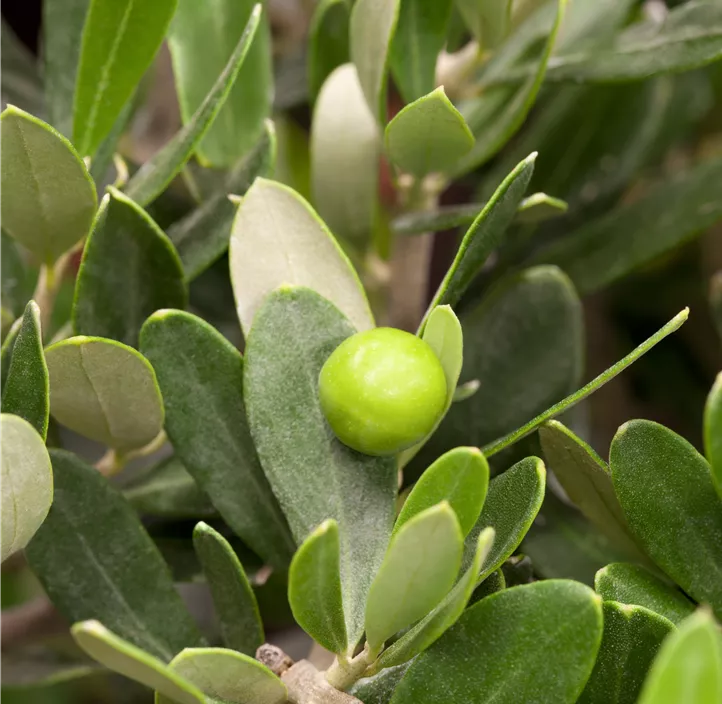 Lebensbaum Olivenbaum Lebensbaum Olivenbaum