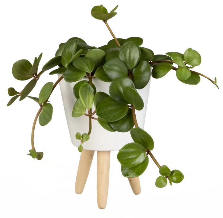 Peperomie 'Hope' Peperomie 'Hope'