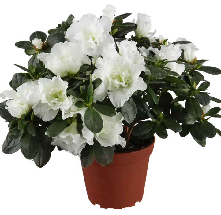 Indische Azalee Indische Azalee