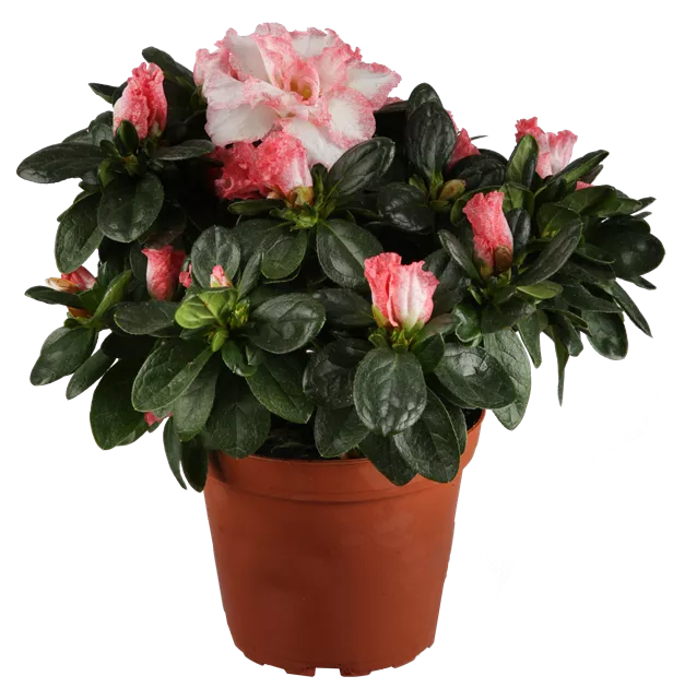 roseum elegans rhododendron Rhododendron 'Roseum Elegans' main image 1