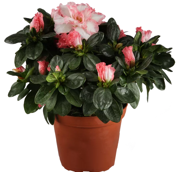 Indische Azalee Indische Azalee