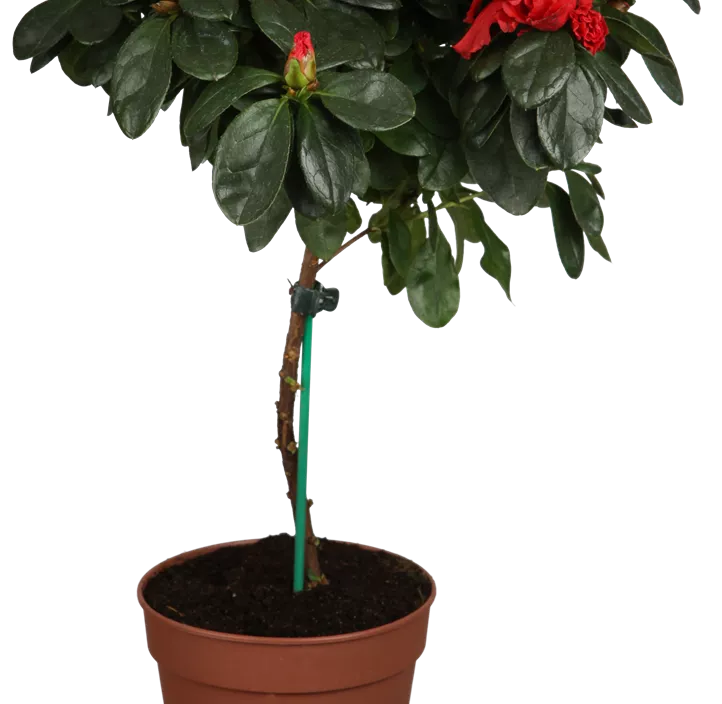 Indische Azalee Indische Azalee