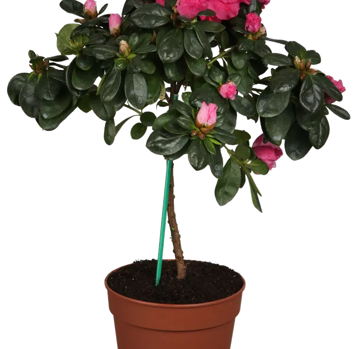 Indische Azalee Indische Azalee