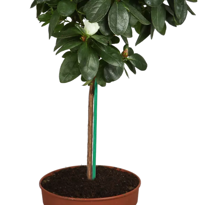 Indische Azalee Indische Azalee