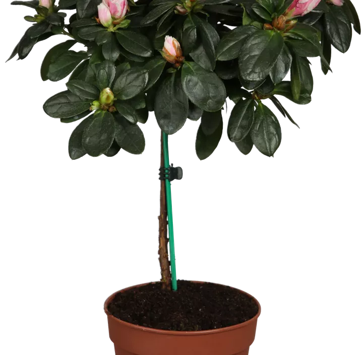 Indische Azalee Indische Azalee