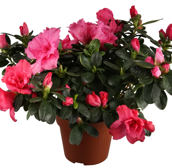 Indische Azalee Indische Azalee