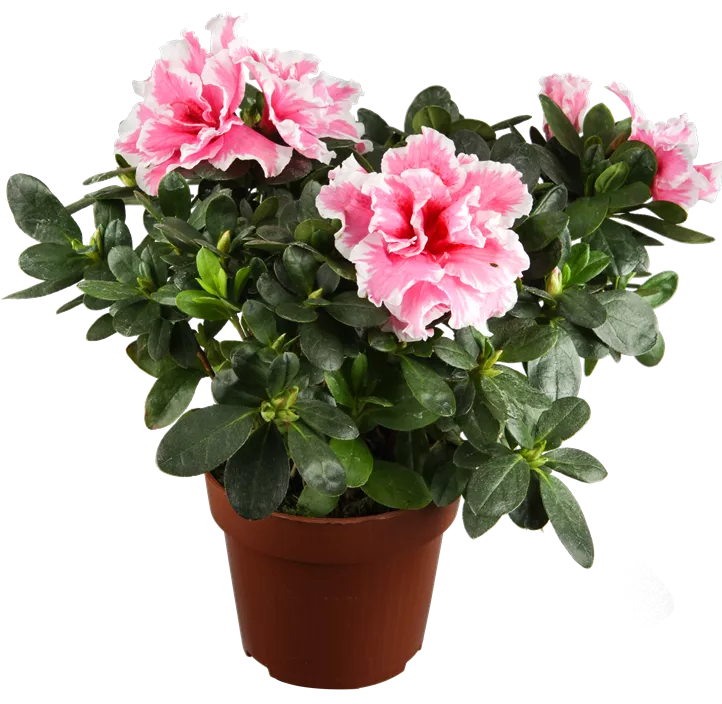 Indische Azalee Indische Azalee