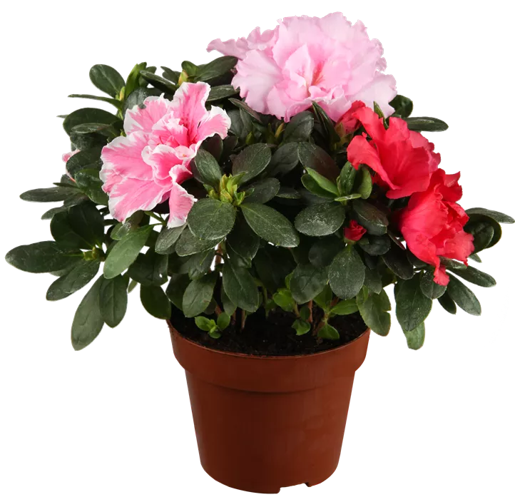 Indische Azalee Indische Azalee