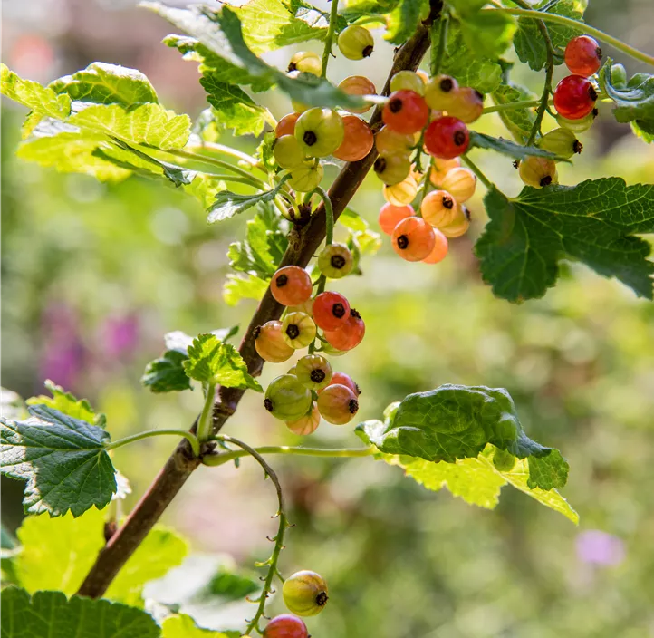 Johannisbeere Sorte 'Rolan' Johannisbeere Sorte 'Rolan'