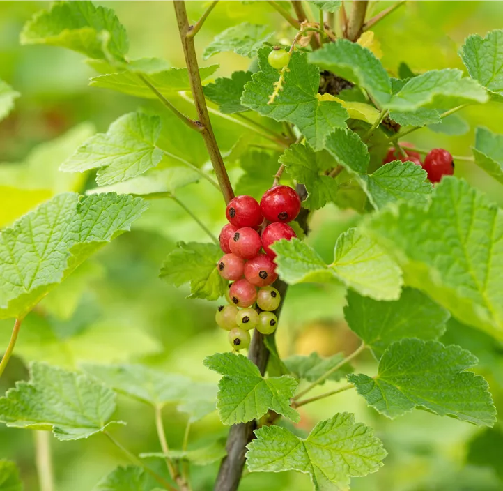 Johannisbeere 'Rovada' Johannisbeere 'Rovada'