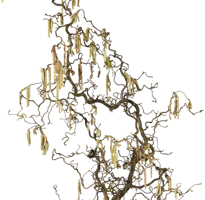 Corylus Contorta Bund