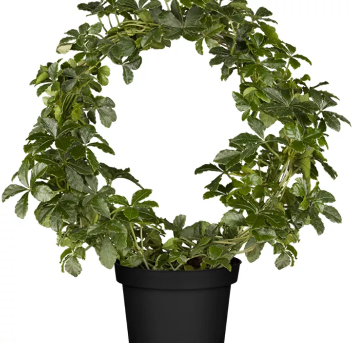 Kleine Zimmerrebe Kleine Zimmerrebe