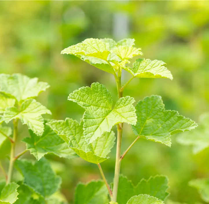 Johannisbeere 'Rovada' Johannisbeere 'Rovada'