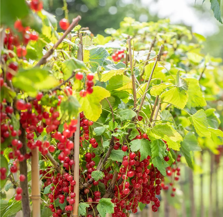 Johannisbeere 'Rovada' Johannisbeere 'Rovada'