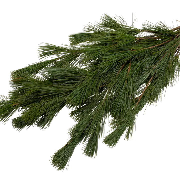 Handbund Weymouthskiefer