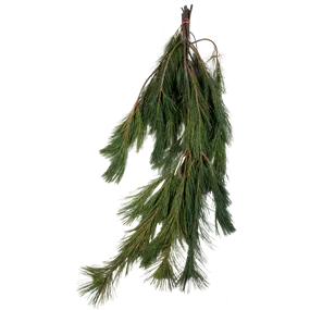 Handbund Weymouthskiefer Handbund Weymouthskiefer