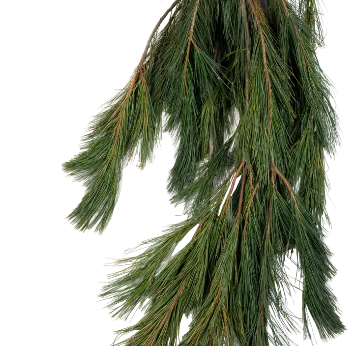 Handbund Weymouthskiefer