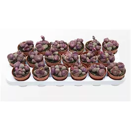 Lithops 'Rubra'
