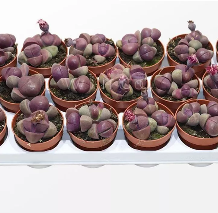 Lithops Lithops
