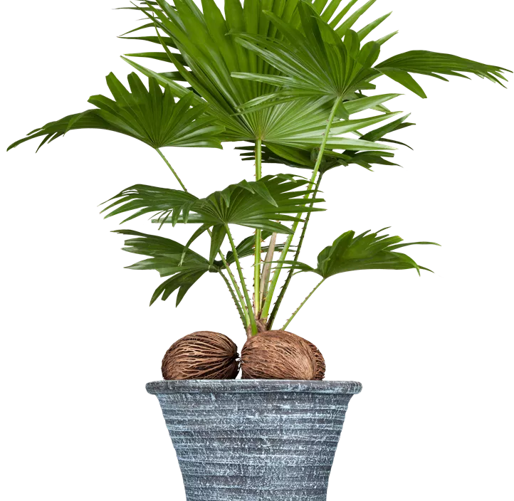 Livistonie Livistonie