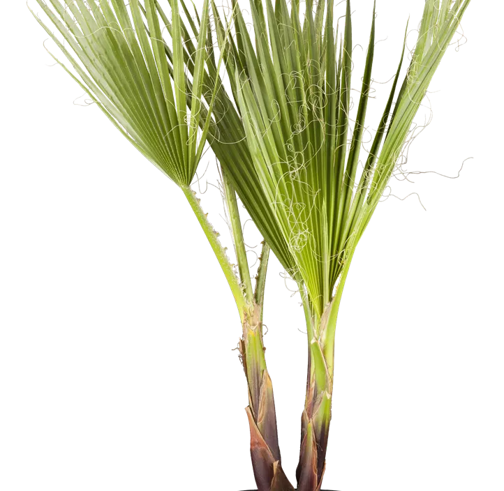 Livistonie Livistonie