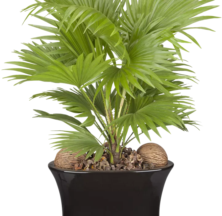 Livistonie Livistonie