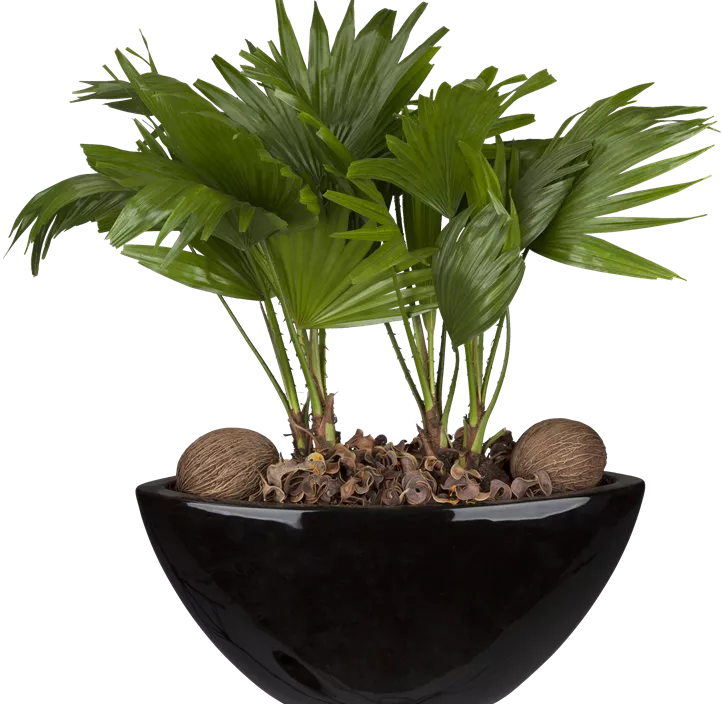 Livistonie Livistonie