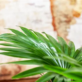 Livistonia rotundifolia