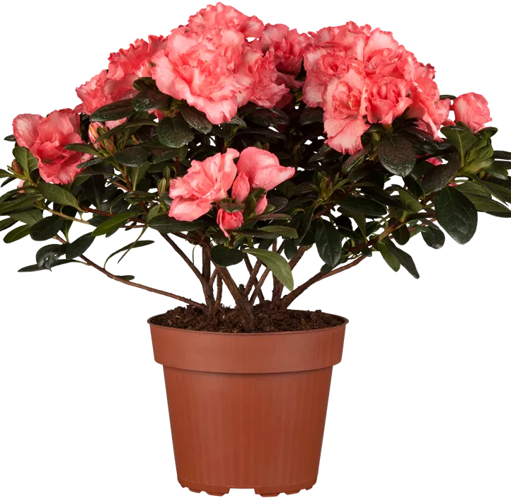 Indische Azalee Indische Azalee